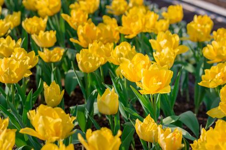Beautiful floral yellow tulips in flowers garden.の写真素材
