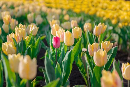 Striking red flowering tulip differs from the many yellow blooming tulips in different color concept.の写真素材