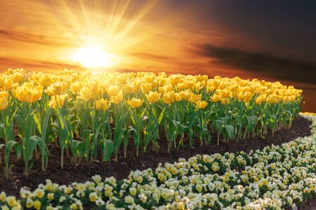 Beautiful yellow tulips in flowers garden with sunset sky background.の写真素材