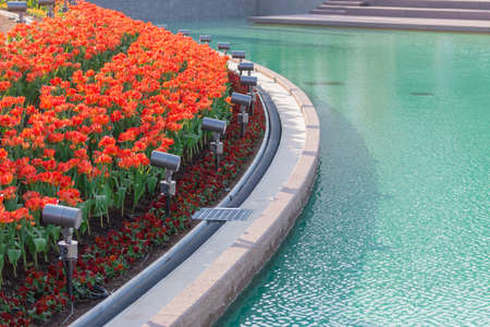 Beautiful floral red tulips in flowers garden.の写真素材