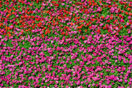 Beautiful pansy colorful flowers pattern on the wall backgroundの写真素材