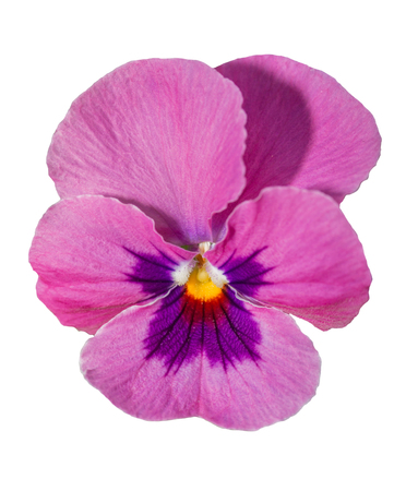 Viola purple Pansy Flower Isolated on White Background.の写真素材