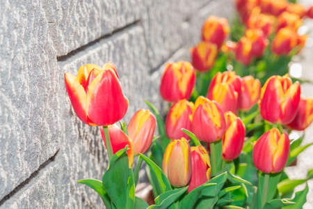 Beautiful tulips vivid flower on the wall background.の写真素材