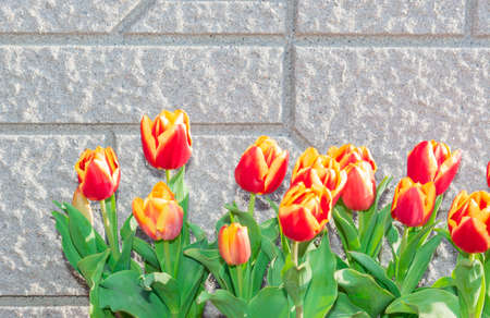 Beautiful tulips vivid flower on the wall background.の写真素材