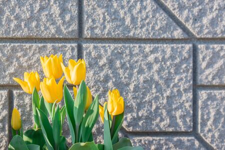 Beautiful tulips vivid flower on the wall background.の写真素材