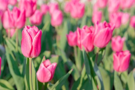 Beautiful floral pink tulips in flowers garden.の写真素材