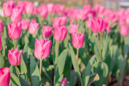 Beautiful floral pink tulips in flowers garden.の写真素材