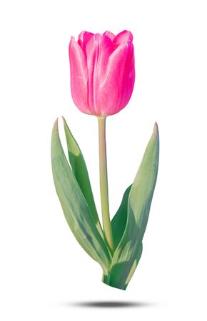 Beautiful pink tulip green leaf isolated on white background. object with clipping path.の写真素材