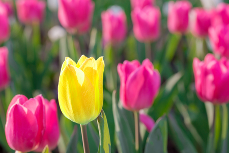 Striking yellow flowering tulip differs from the many pink blooming tulips in different color concept.の写真素材