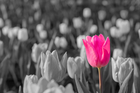 Beautiful tulips in flower garden on black and white in different color concept.の写真素材