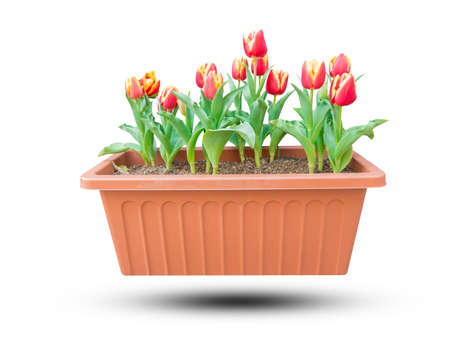 Beautiful red tulips growing in a flower pot isolated on white background. Object with clipping path.の写真素材