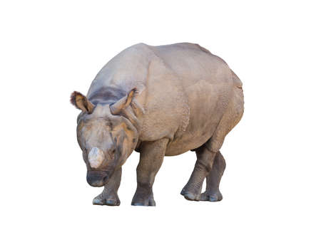 rhinoceros walking isolated on white background.の写真素材