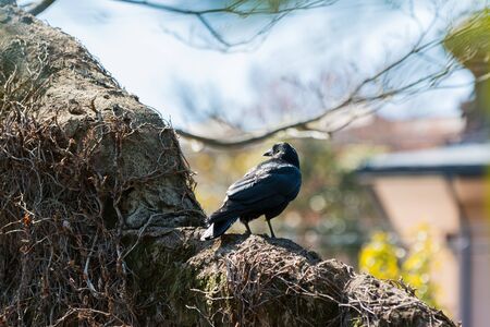 Crow on the wall with nature background.の写真素材