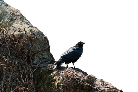 Crow on the wall isolated on white background.の写真素材