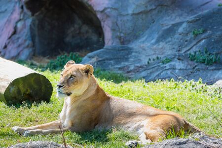 A female lion sitting on green grass in daylightの写真素材