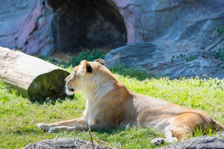 A female lion sitting on green grass in daylightの写真素材