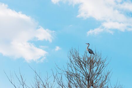 heron or egret standing on dry tree against blue skyの写真素材
