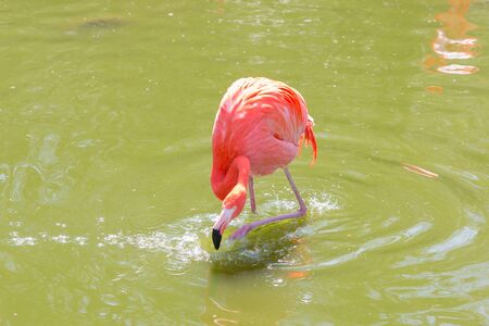 Chilian flamingo on pond with nature background.の写真素材