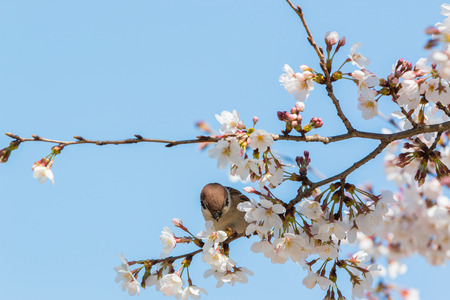 sparrow sitting on beautiful cherry blossom branch with sky blue background.の写真素材