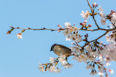 sparrow sitting on beautiful cherry blossom branch with sky blue background.の写真素材