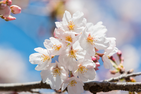 Beautiful pink cherry blossom in full bloom. japanese sakura.の写真素材