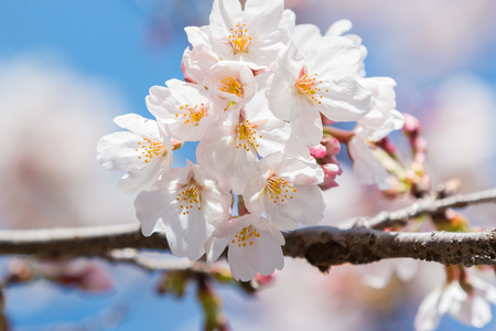 Beautiful pink cherry blossom in full bloom. japanese sakura.の写真素材