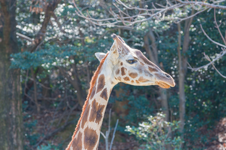 Beautiful Giraffe Close up, Giraffe in forest, The Tallest Animal, Africanの写真素材