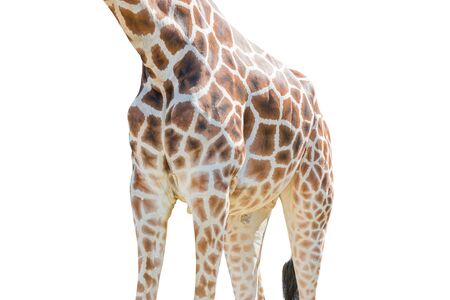 Body half of Giraffe isolated on white background. Object with clipping path.の写真素材