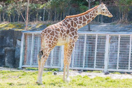 Beautiful Giraffe Close up, Giraffe in forest, The Tallest Animal, Africanの写真素材