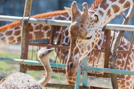 Ostrich talking something to Giraffe. cute animal friendの写真素材