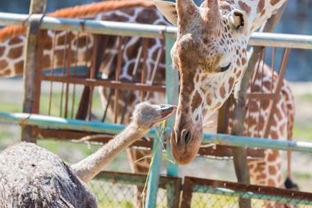Ostrich talking something to Giraffe. cute animal friendの写真素材