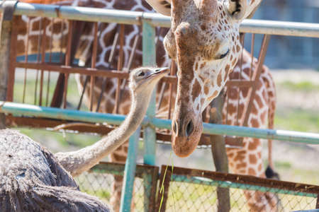 Ostrich talking something to Giraffe. cute animal friendの写真素材