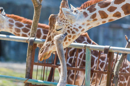 Ostrich talking something to Giraffe. cute animal friendの写真素材