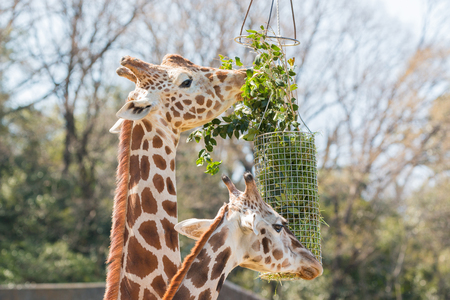 Giraffe eating grass and green leaf in basket.の写真素材