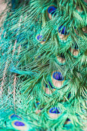 Colorful peacock feathers,Shallow Dof. close up.の写真素材