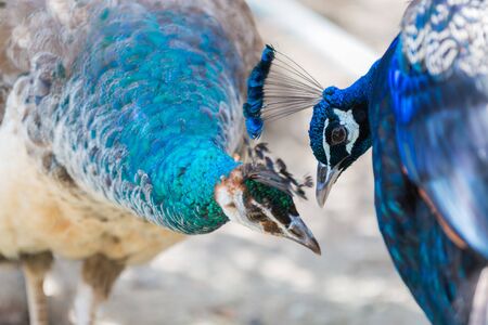 Close up portrait of two blue peacock in love.の写真素材