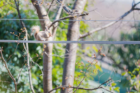 Eastern Grey Squirrel (Sciurus carolinensis) on metal wire.の写真素材