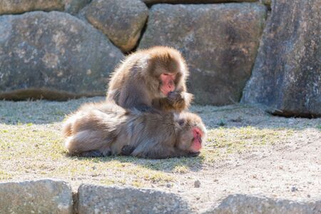 macaca fuscata or Japanese macaque relaxing at zoo.の写真素材
