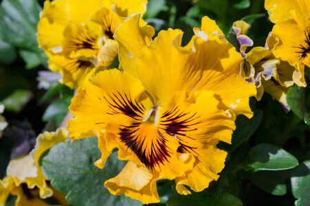 Viola yellow Pansy Flower in flower garden.の写真素材