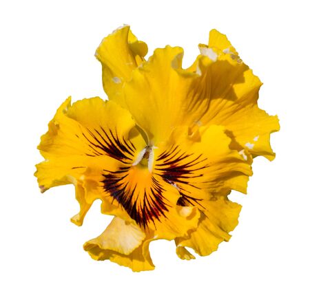 Viola yellow Pansy Flower Isolated on White Background.の写真素材