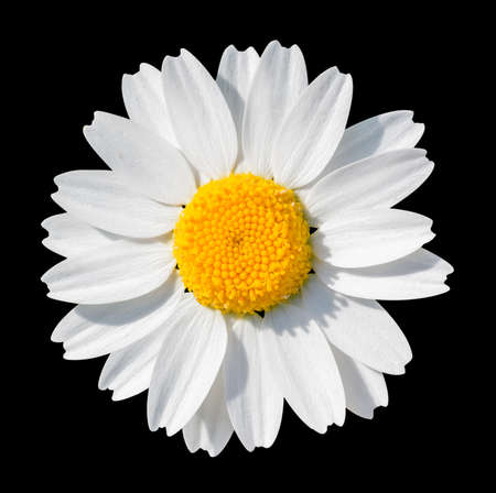 White daisy close-up isolated on black background.の写真素材