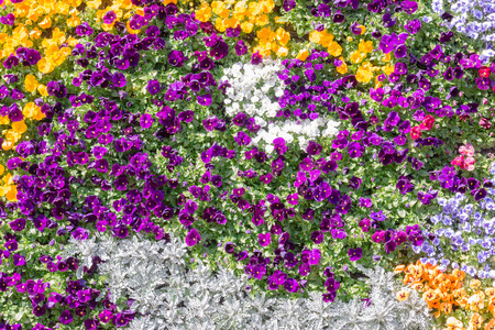 Beautiful pansy colorful flowers pattern on the wall backgroundの写真素材