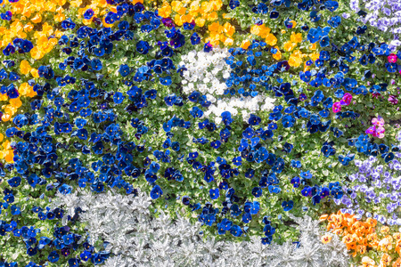 Beautiful pansy colorful flowers pattern on the wall backgroundの写真素材