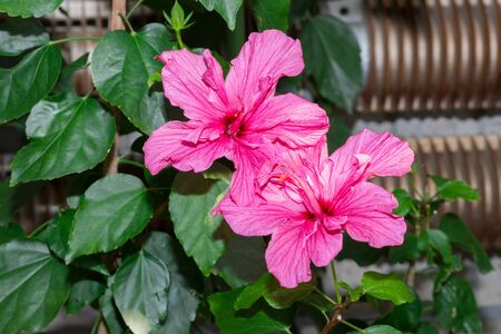 Hibiscus red flower in flower garden. close up.の写真素材