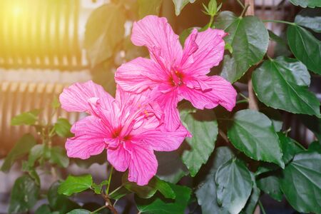 Hibiscus red flower in flower garden. close up.の写真素材