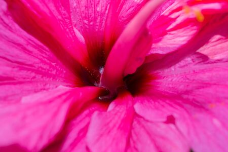 Hibiscus red flower in flower garden. close up.の写真素材