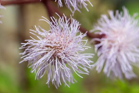 Eupatorium sordidum flower blooming in flower garden.の写真素材