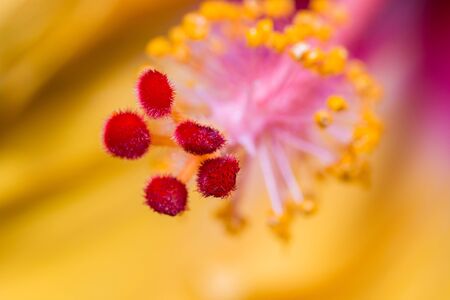 Macro of a red and yellow Hibiscus flower showing details of the huge protruding style topped by five hairy red stigmas and a mass of pollen covered anthers with a large depth of focus.の写真素材