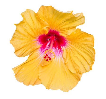 Hibiscus yellow flower isolated on white background.の写真素材
