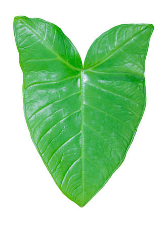 Green leaf like cow face isolated on white background. Object with clipping path.の写真素材